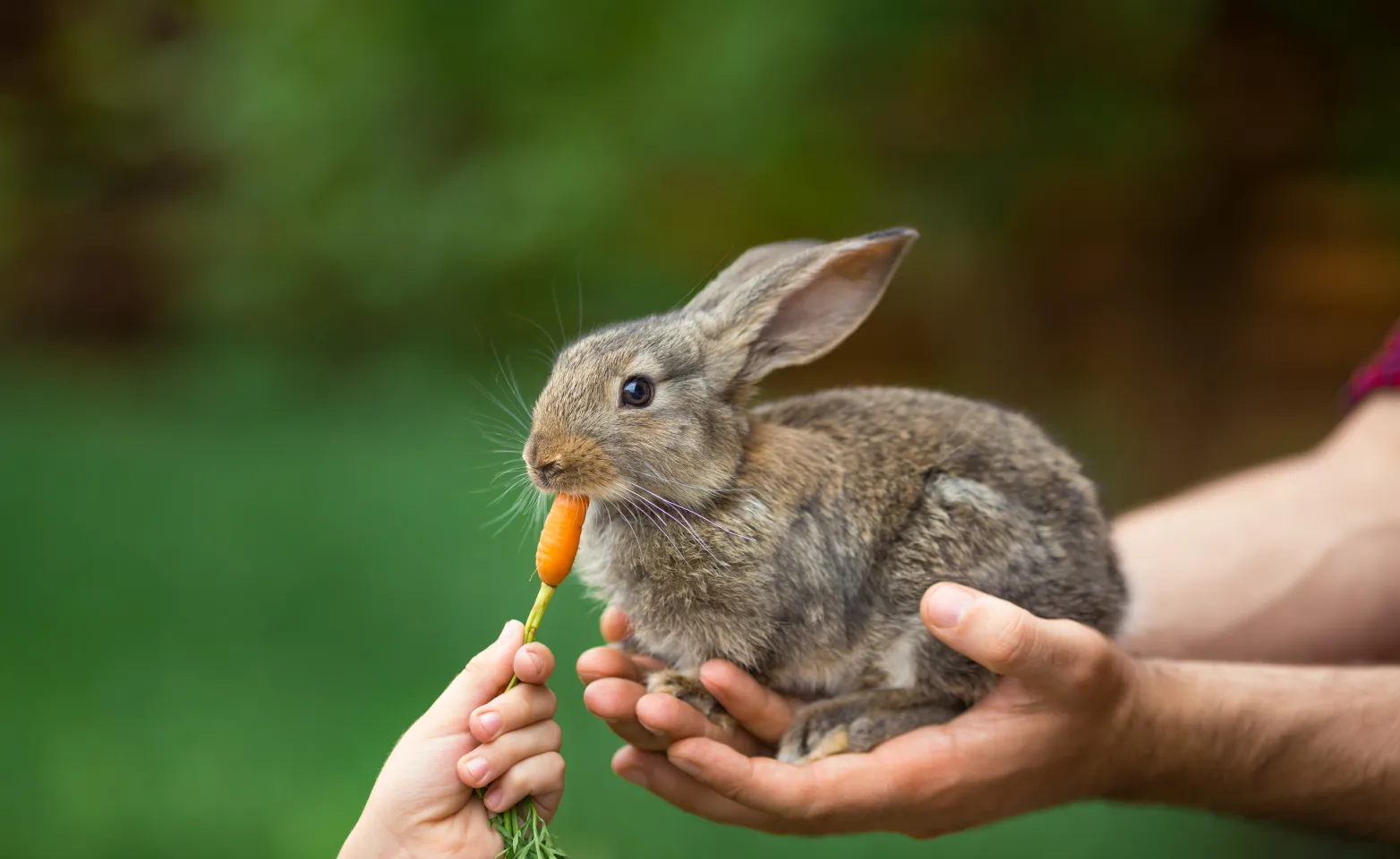Cute Bunny Rabbit being held and the other person is feeding it a carrot